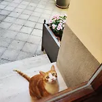 Gattacicova