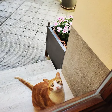Gattacicova
